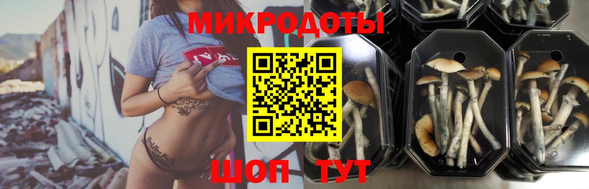 Псилоцибиновые грибы Psilocybine cubensis  Вход с VPN  Иваново  Псилоцибиновые грибы мицелий 